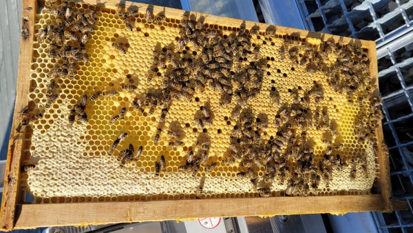 Rahmen mit Waben und Bienen
