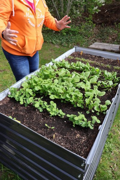 Ein rechteckiges Hochbeet aus Metall steht auf einer Rasenfläche. Im Hochbeet wachsen mehrere Reihen junger Gemüsepflanzen mit grünen Blättern in dunkler Erde. Im Hintergrund ist eine Person mit orangefarbener Kapuzenjacke und blauer Hose zu sehen, deren Oberkörper und Gesicht nicht im Bild sind. Die Person steht seitlich am Hochbeet und hält die Arme leicht geöffnet. Im Hintergrund befinden sich Sträucher und Bäume.