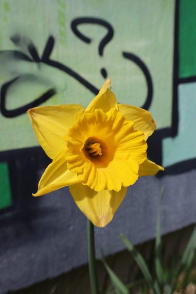 Eine gelbe Narzisse mit trompetenförmiger Blüte steht im Vordergrund. Im Hintergrund ist eine Wand mit geometrischen Mustern und einem geschwungenen schwarzen Strich zu sehen. Die Blume ist scharf abgebildet, während der Hintergrund unscharf bleibt.