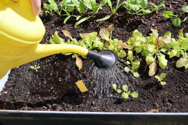 Junge Salatpflanzen wachsen in dunkler Erde in einem Beet. Eine gelbe Gießkanne wird von links ins Bild gehalten, aus deren Brause Wasser in feinen Strahlen auf die Erde und die Pflanzen fällt. Im Vordergrund liegt ein kleines rechteckiges Schildchen auf der Erde.