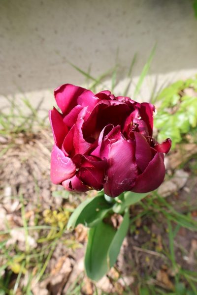 Eine dunkelrote Tulpenblüte mit leicht geöffneten, teils eingerollten Blütenblättern steht im Mittelpunkt. Die Blüte zeigt feine, helle Fäden und kleine Unregelmäßigkeiten an den Blatträndern. Im Hintergrund sind unscharfe grüne Blätter, Erde und ein grauer Betonsockel zu erkennen.