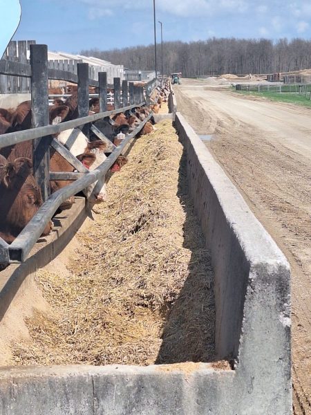Eine lange Betonfutterrinne verläuft parallel zu einem unbefestigten Weg. Entlang der Futterrinne stehen zahlreiche Mastrinder, die mit dem Kopf über der Betonwand fressen. Die Tiere befinden sich auf der linken Seite, geschützt durch einen Holzzaun. Im Hintergrund sind Stallgebäude und ein Traktor zu erkennen. Die Umgebung wirkt ländlich, mit kahlen Bäumen und offenen Flächen. Die Szene zeigt die Fütterung der Mastrinder auf einem landwirtschaftlichen Betrieb bei Lucan in der Provinz Ontario.