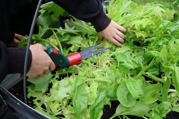 Zwei Personen ernten Salat in einem Schulgarten. Eine Hand hält einen Strauch Salat fest, während die andere mit einer Gartenschere Blätter abschneidet. Die Blätter sind frisch und grün, der Boden darunter ist dunkel und feucht. Die Szene spielt im Rahmen des Fachpraxisunterrichts der Ausbildungsvorbereitungsklassen AVSH-i a und b in Kooperation mit der Schule Hochfeld.