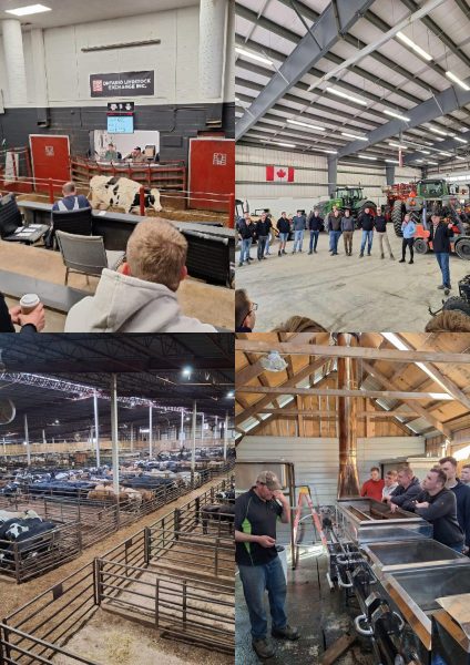 Vierfarbige Collage mit Szenen aus landwirtschaftlichen Betrieben in der Provinz Ontario. Oben links: Innenraum einer Viehauktion mit mehreren Personen auf Sitzplätzen, eine Kuh steht in einem umzäunten Bereich, im Hintergrund eine digitale Anzeigetafel und ein Schild. Oben rechts: Große Gruppe von Jugendlichen und Erwachsenen in einer Halle, im Hintergrund eine kanadische Flagge und landwirtschaftliche Maschinen. Unten links: Große Viehhalle mit zahlreichen Rindern in abgetrennten Gattern, Metallkonstruktionen und künstlicher Beleuchtung. Unten rechts: Gruppe von Jugendlichen und Erwachsenen in einer Scheune, sie stehen an einer Edelstahlanlage mit Rohren und Behältern, vermutlich zur Verarbeitung landwirtschaftlicher Produkte. Die Szenen dokumentieren den Besuch von 50 Schülerinnen und Schülern der HöLa Klassen und vier Lehrkräften auf verschiedenen Betrieben während einer Reise im April 2026.