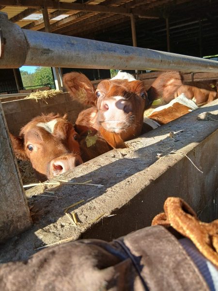 Im Vordergrund stehen mehrere junge braun-weiße Kälber in einer offenen Futterbox auf dem Bauernhof Gosch. Die Tiere schauen neugierig durch die Metallstangen, einige haben große, aufgerichtete Ohren. Sonnenlicht fällt auf die Szene und betont die Fellfarben. Im Hintergrund sind Teile des Stalls und grüne Vegetation sichtbar.